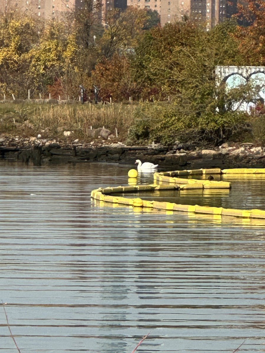 疣鼻天鵝 - ML644587887