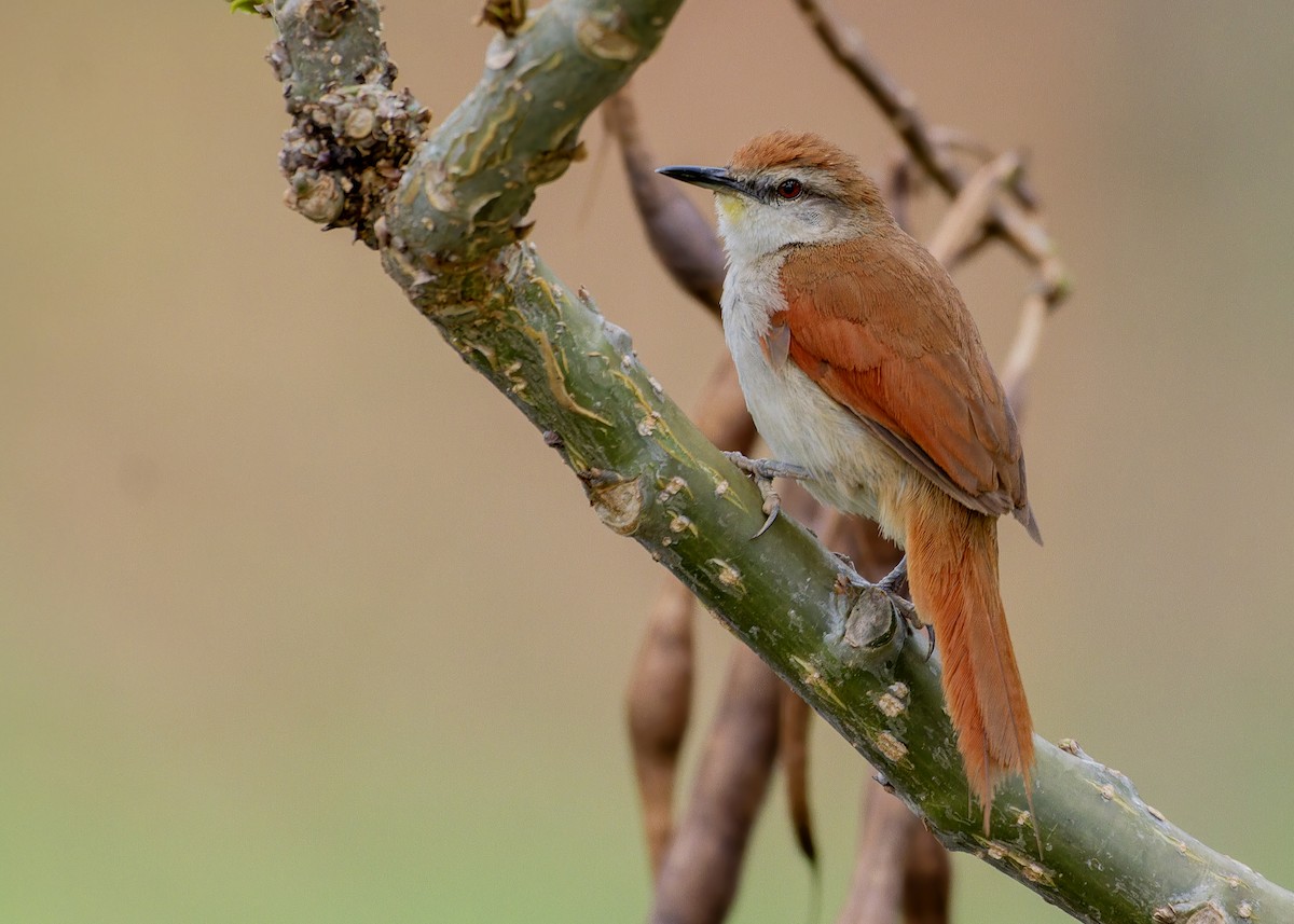 gulhakepiggstjert - ML644587888