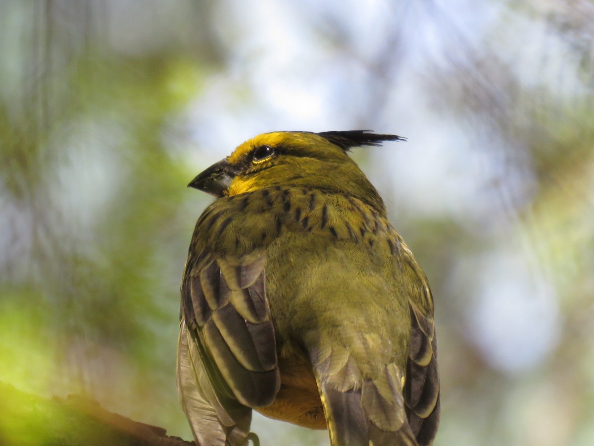 Yellow Cardinal - ML644587891