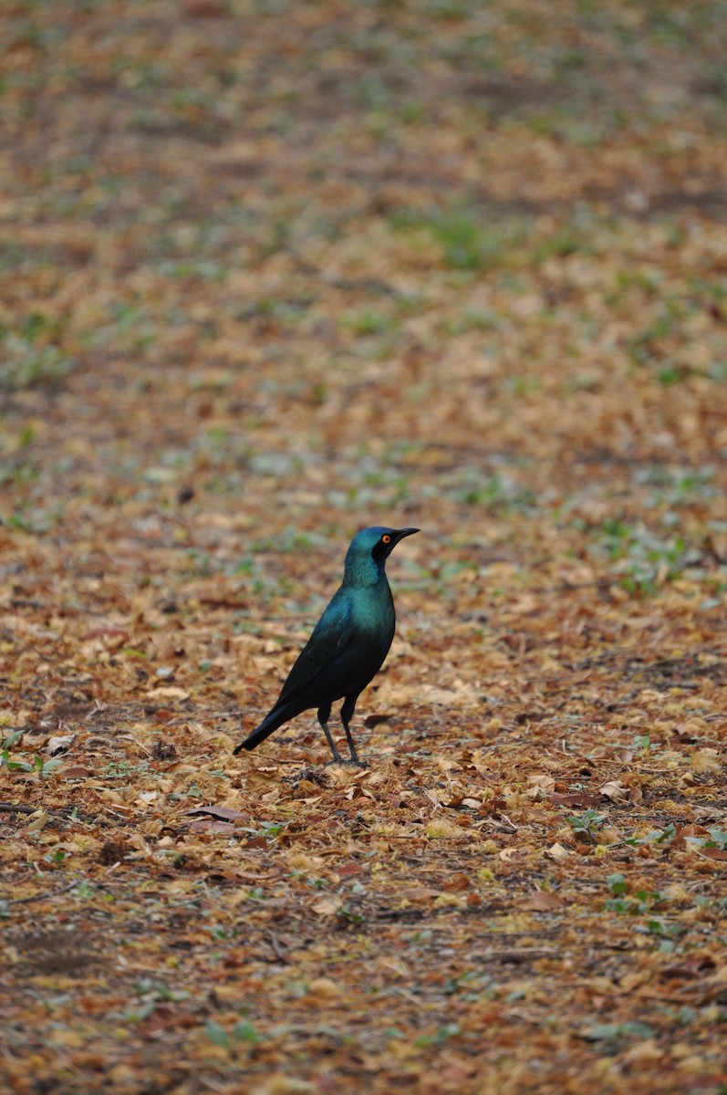 Greater Blue-eared Starling - ML644587892