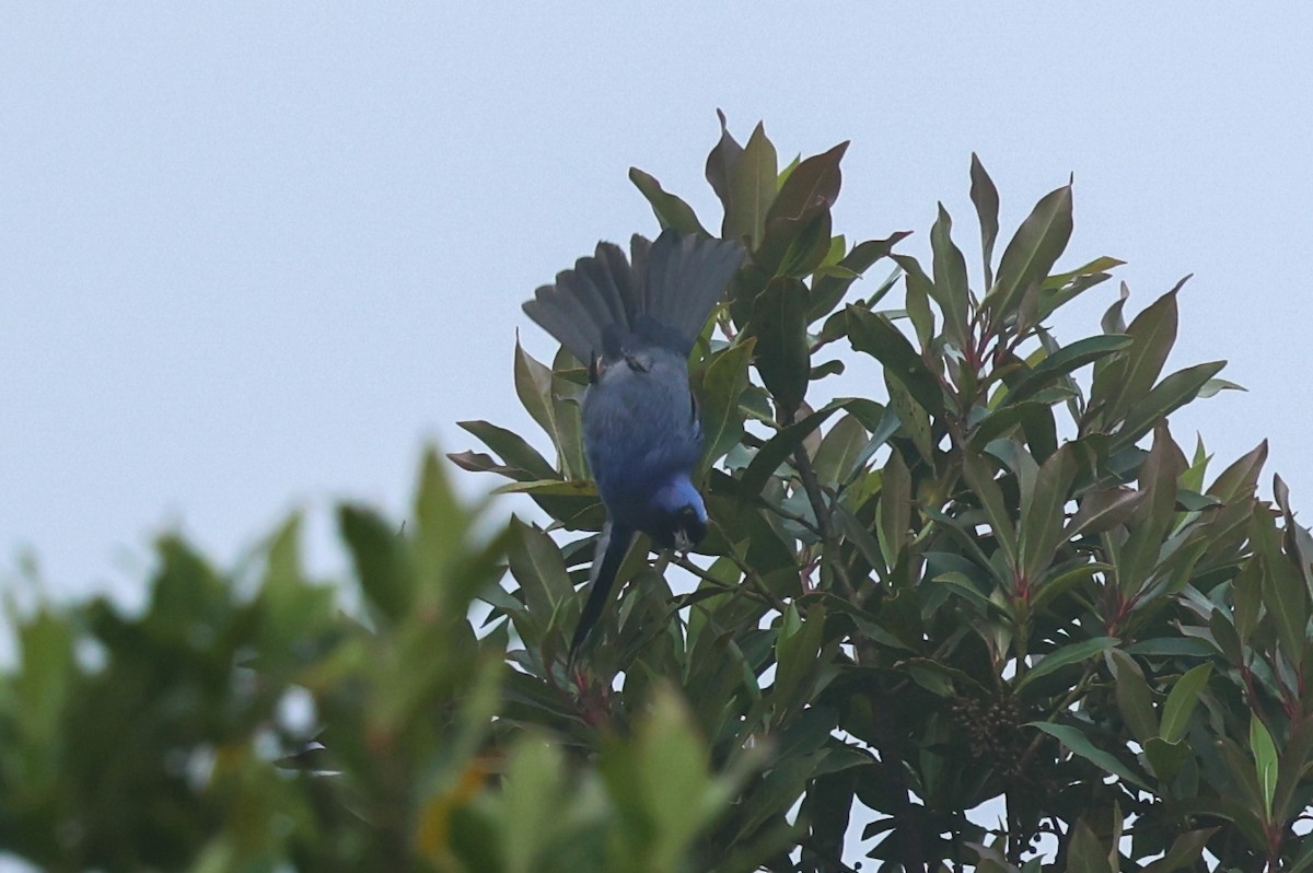 Diademed Tanager - ML644587893