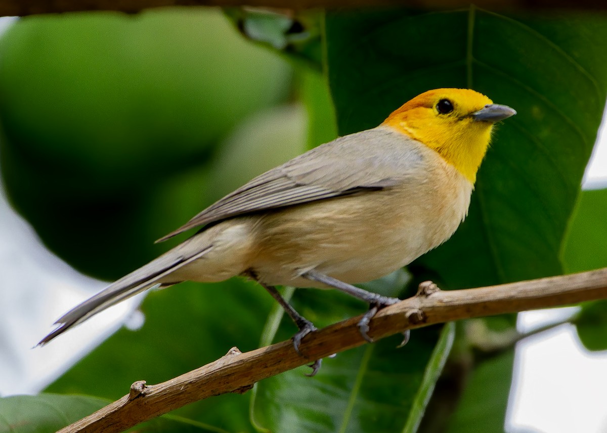 oransjehodetanagar - ML644587898