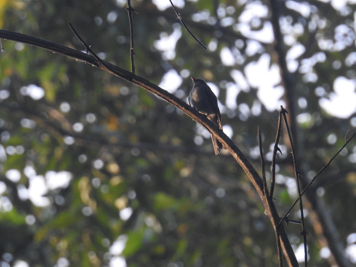 Pioui de l'Ouest - ML644587899