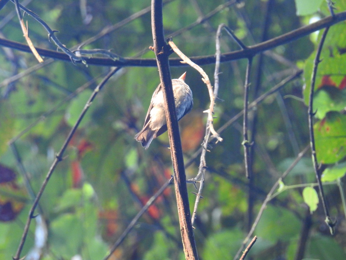 Pioui de l'Ouest - ML644587900