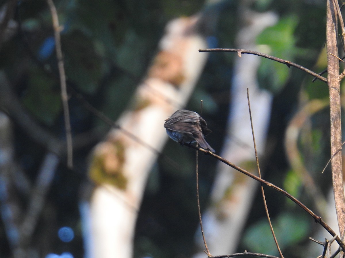 Pioui de l'Ouest - ML644587901