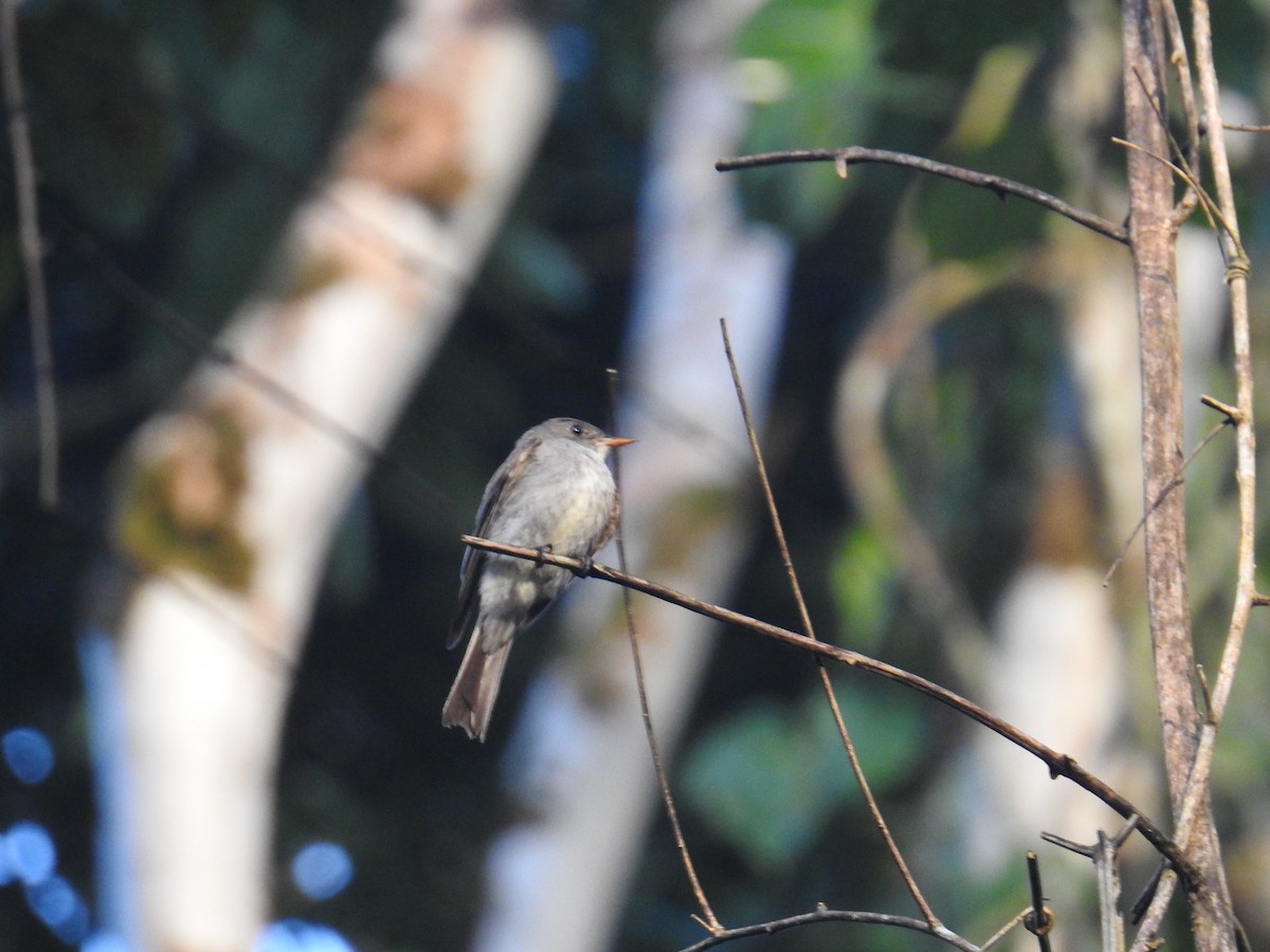 Pioui de l'Ouest - ML644587902