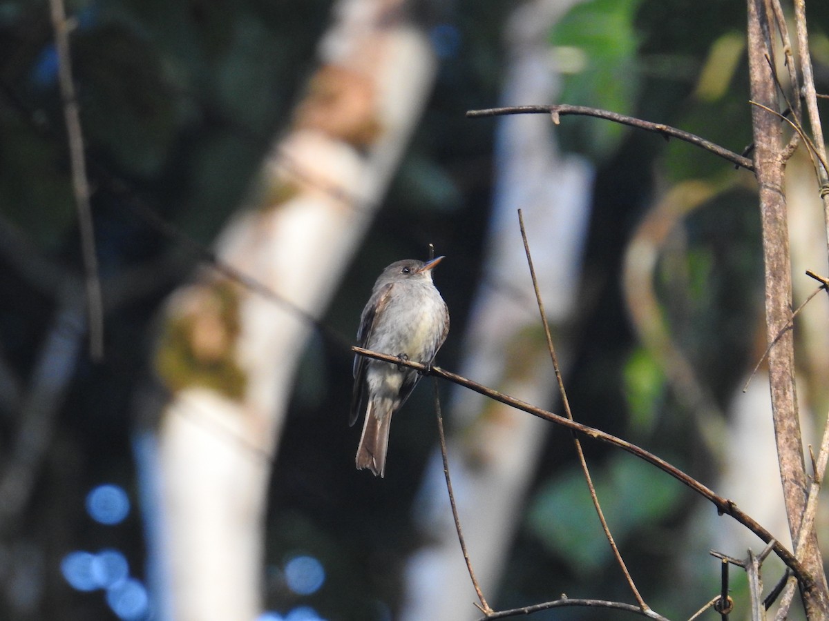 Pioui de l'Ouest - ML644587903