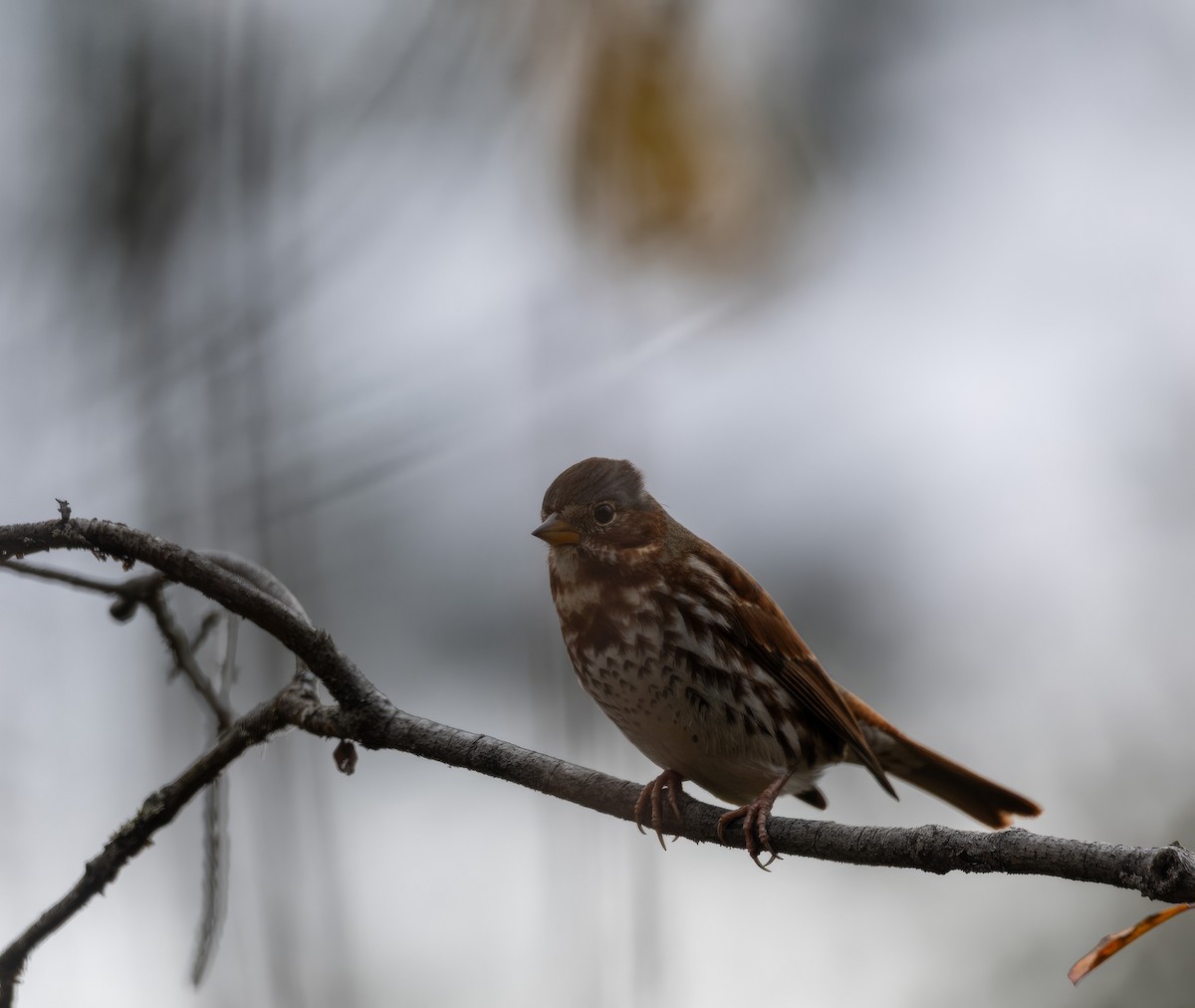 strnadec kaštanový - ML644587905