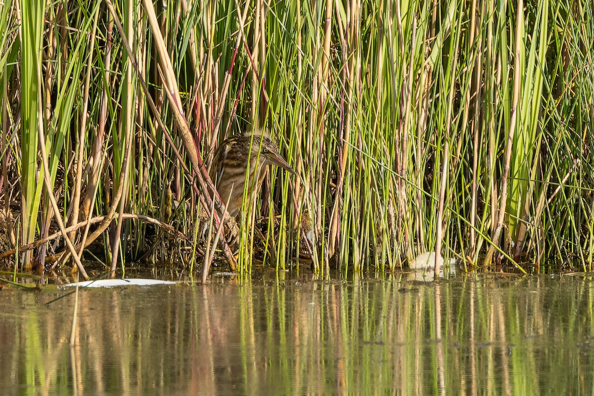 Amiltxori txiki eurasiarra - ML644587907