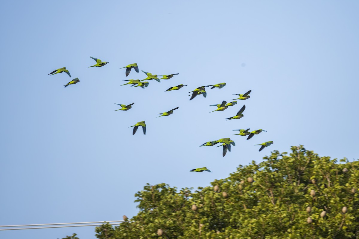 Rotmaskensittich - ML644587919