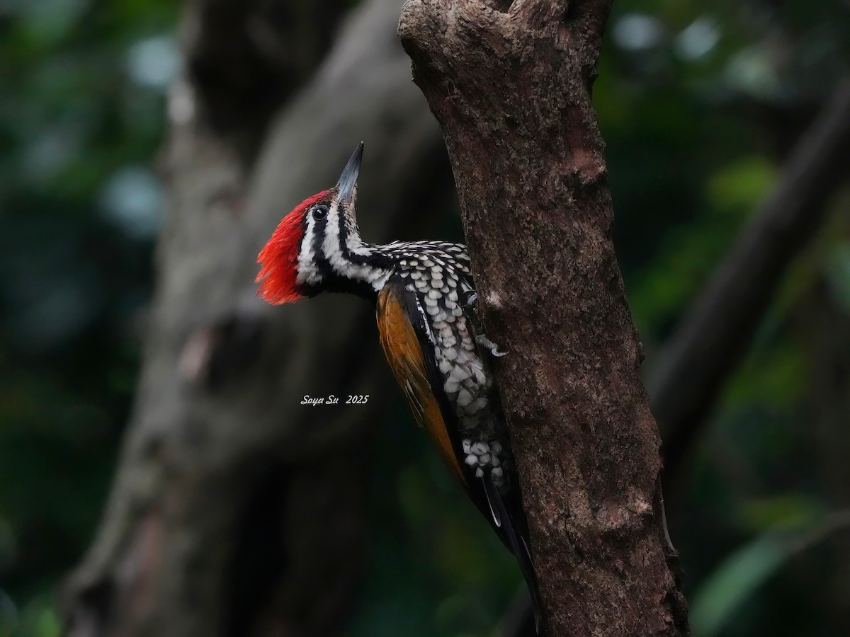 Common Flameback - ML644587933