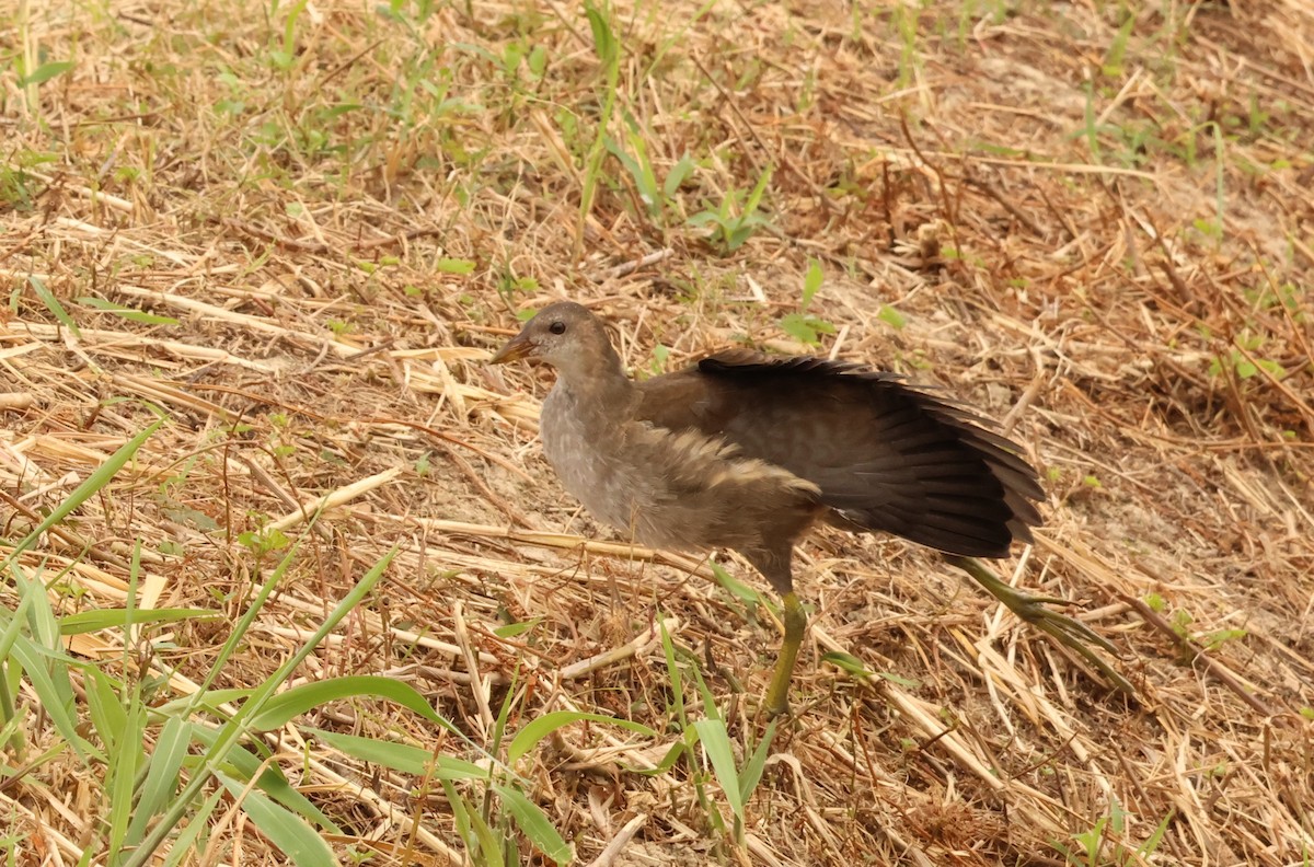 Хажилгат түнжүүр - ML644587934