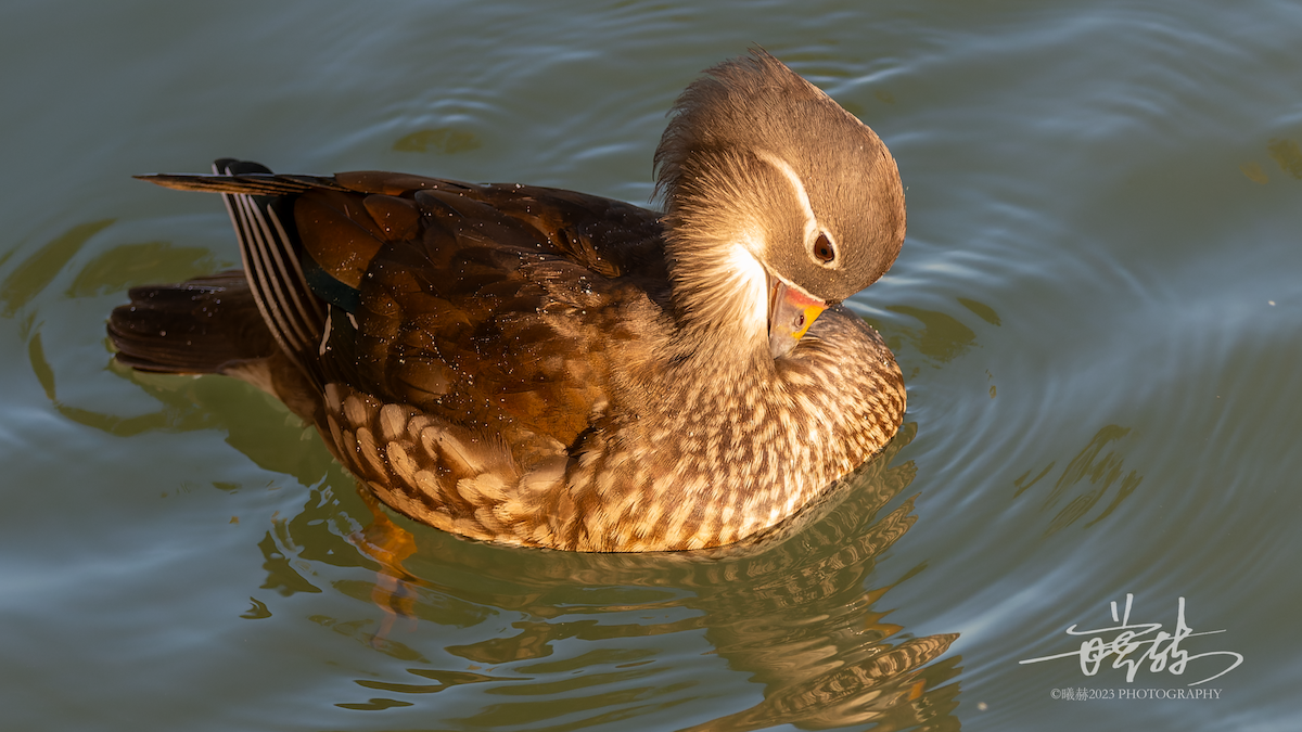 オシドリ - ML644587938