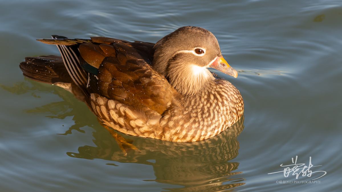 オシドリ - ML644587939