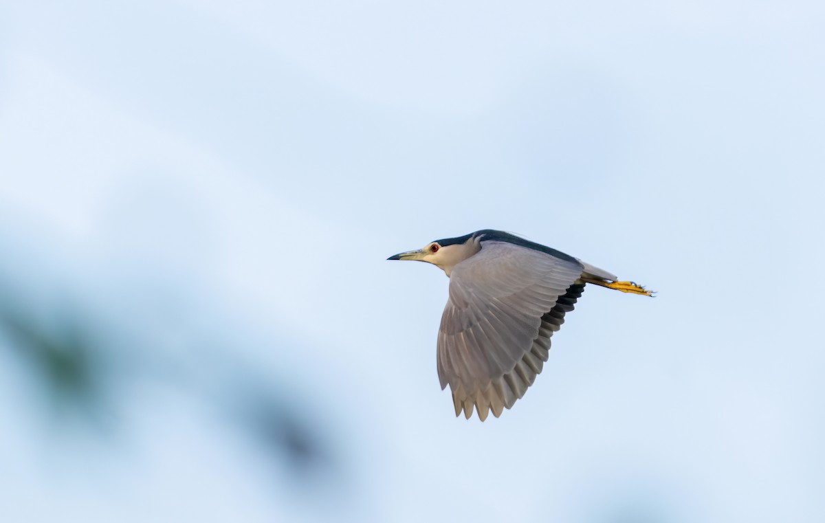 Black-crowned Night Heron - ML644587947