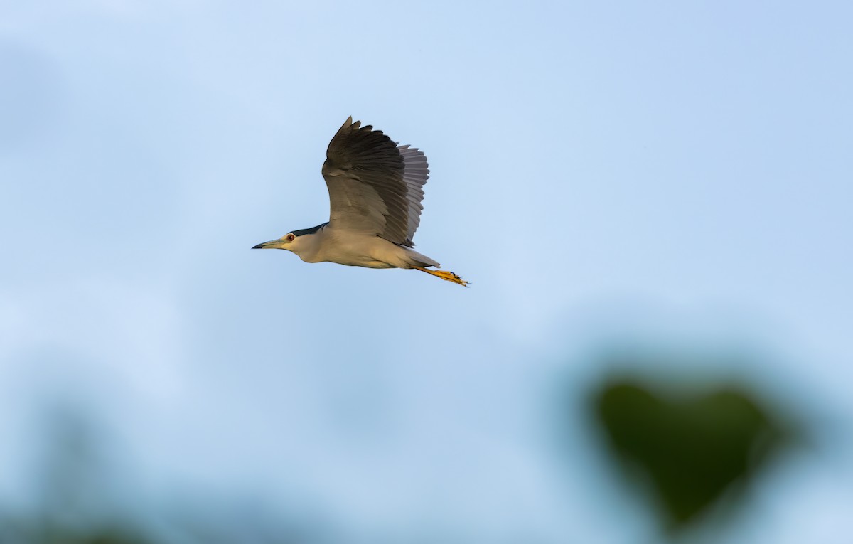 Black-crowned Night Heron - ML644587948