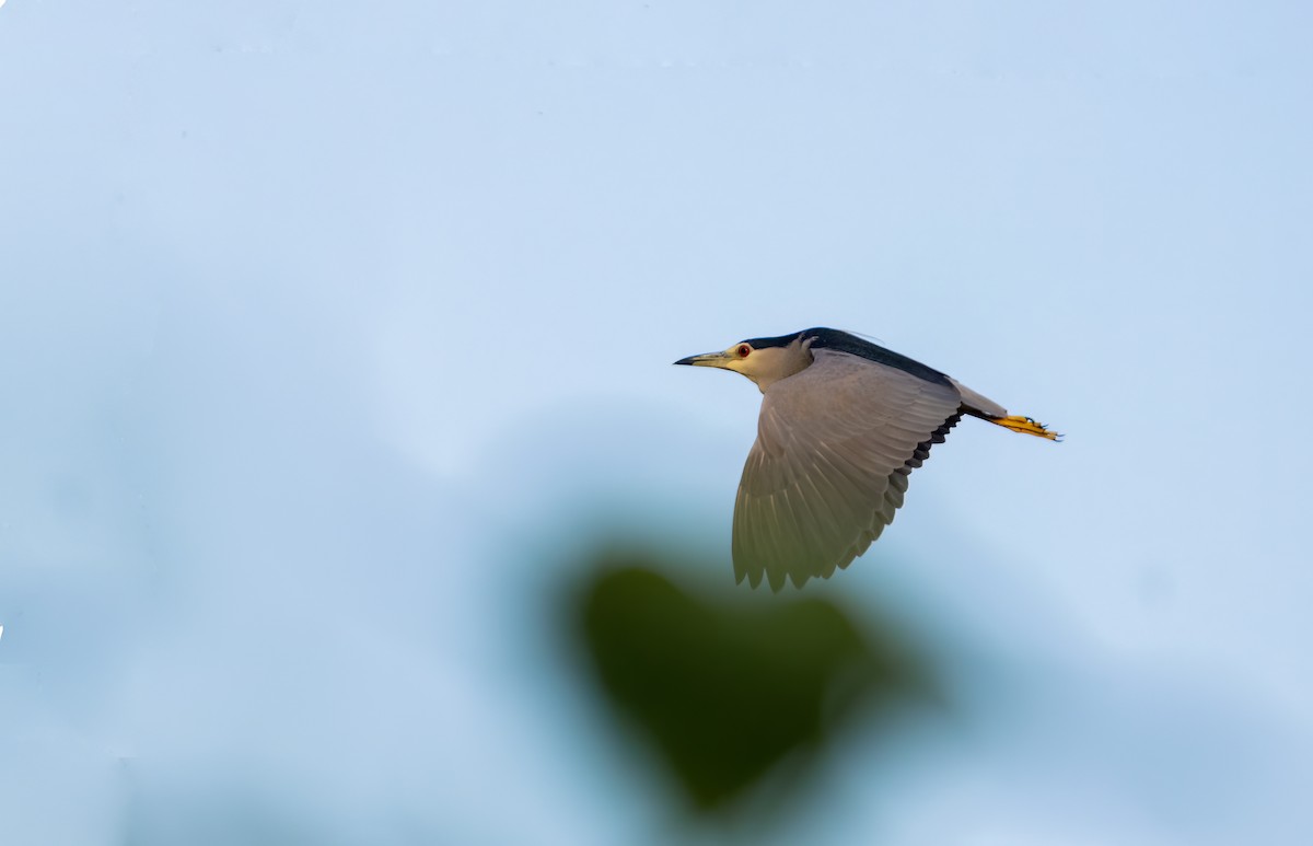 Black-crowned Night Heron - ML644587949