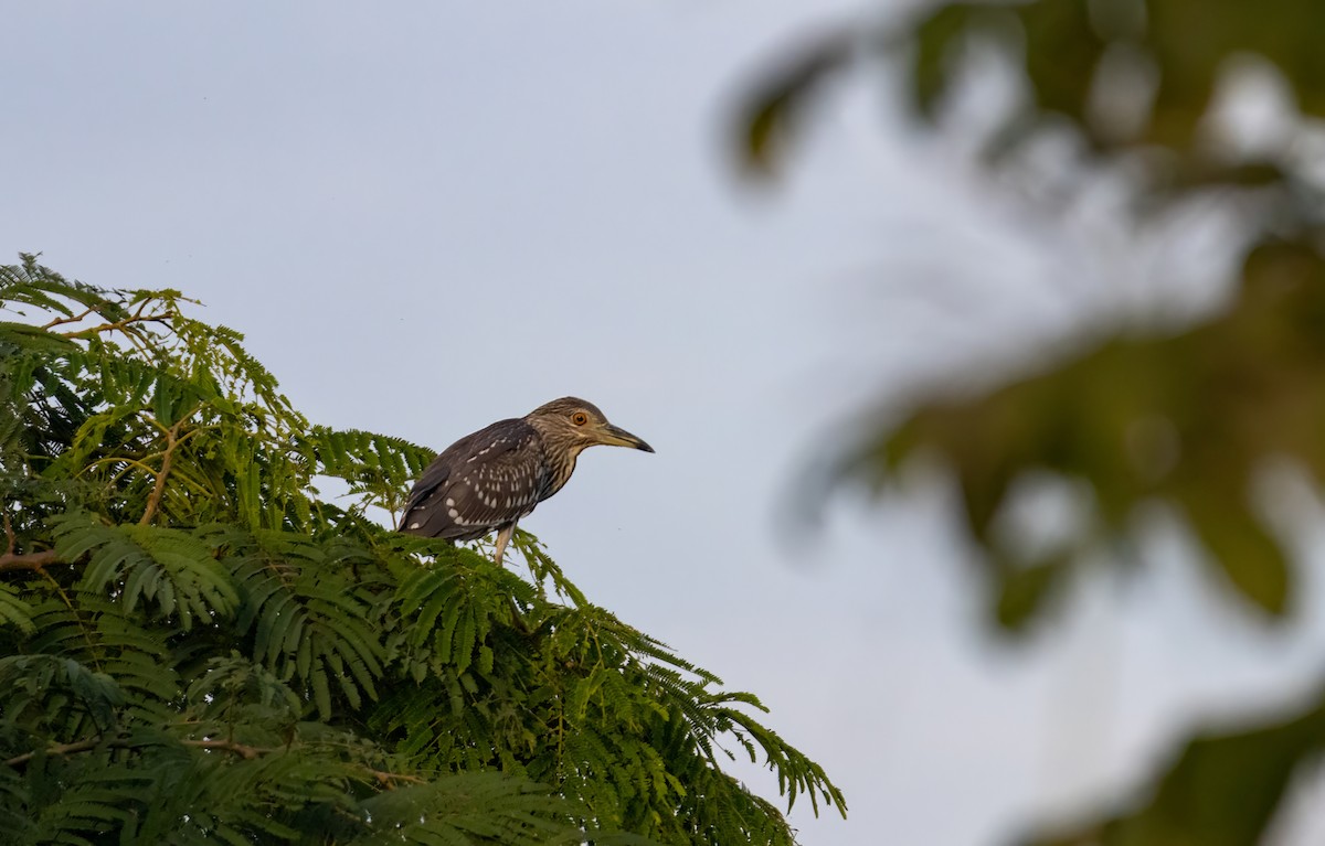 Black-crowned Night Heron - ML644587950