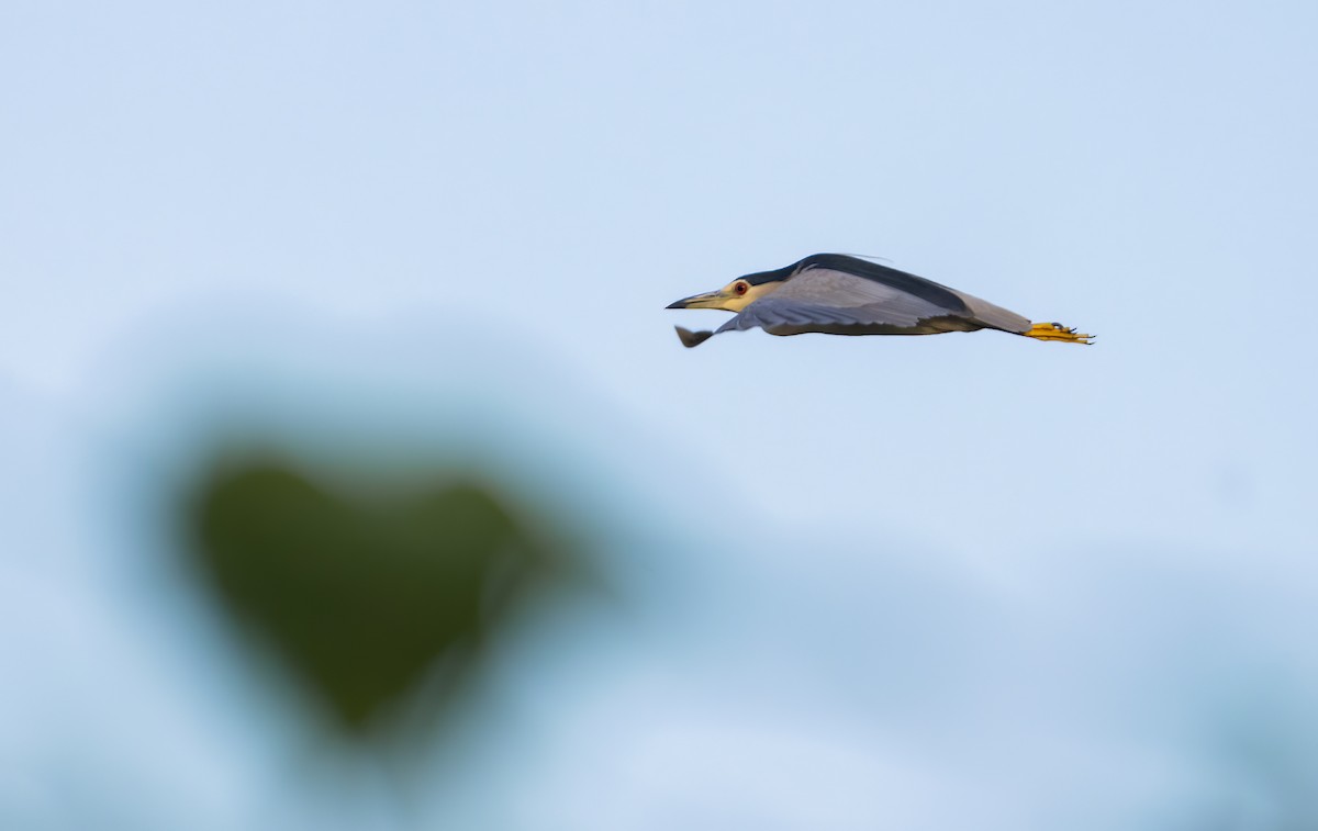 Black-crowned Night Heron - ML644587951