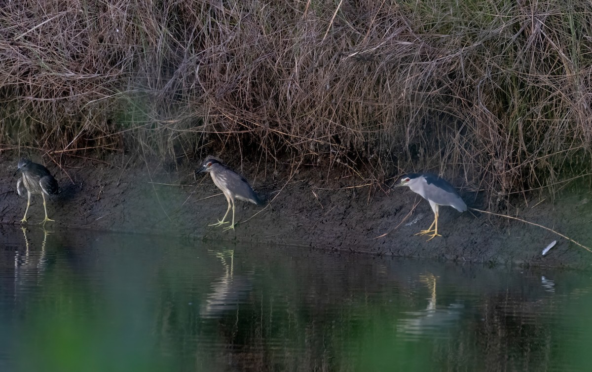 Black-crowned Night Heron - ML644587952