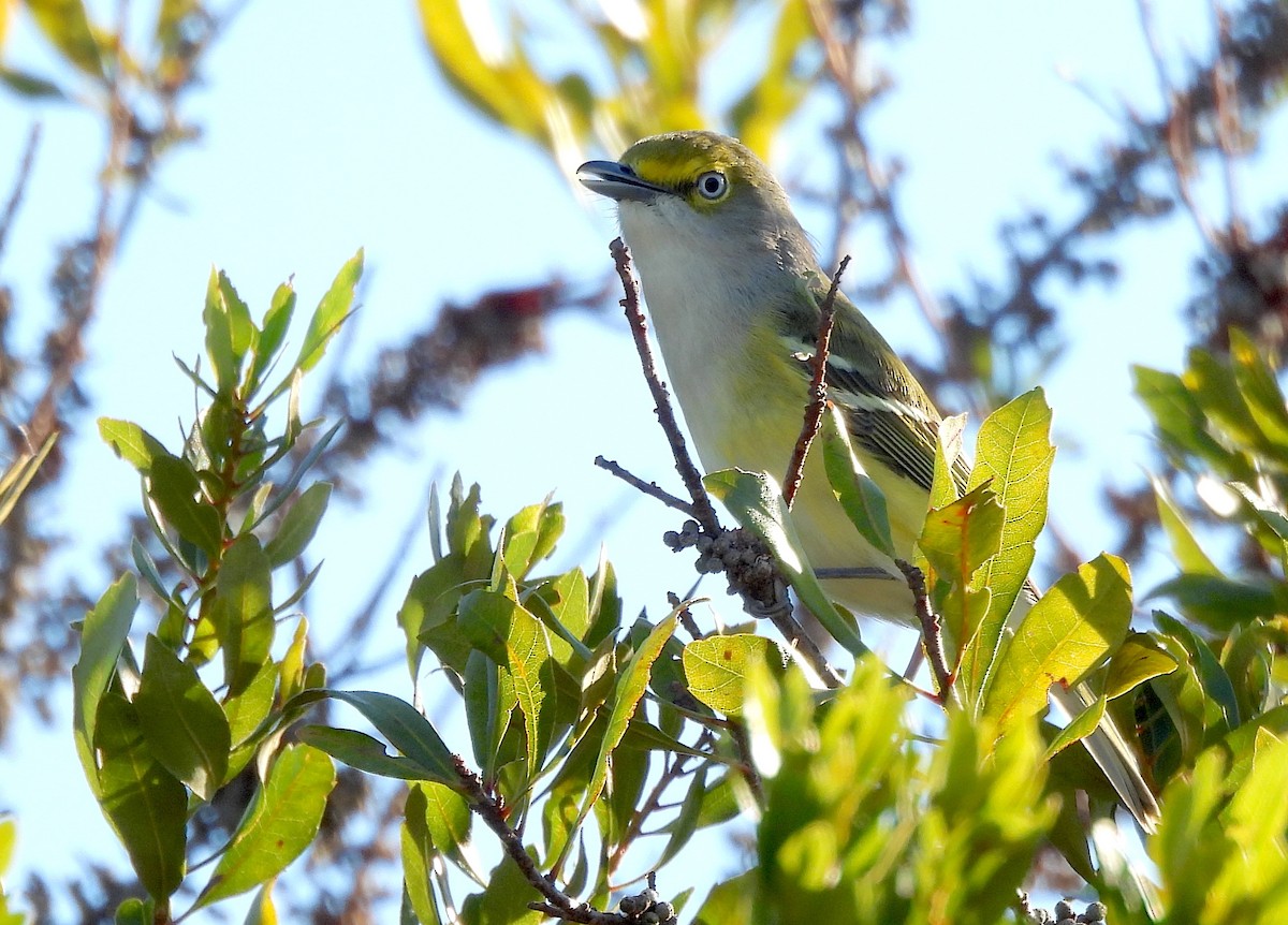 White-eyed Vireo - ML644587954