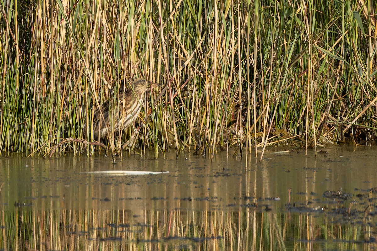 Amiltxori txiki eurasiarra - ML644587955