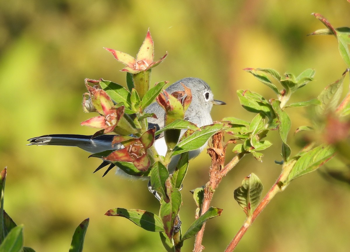 Blue-gray Gnatcatcher - ML644587964