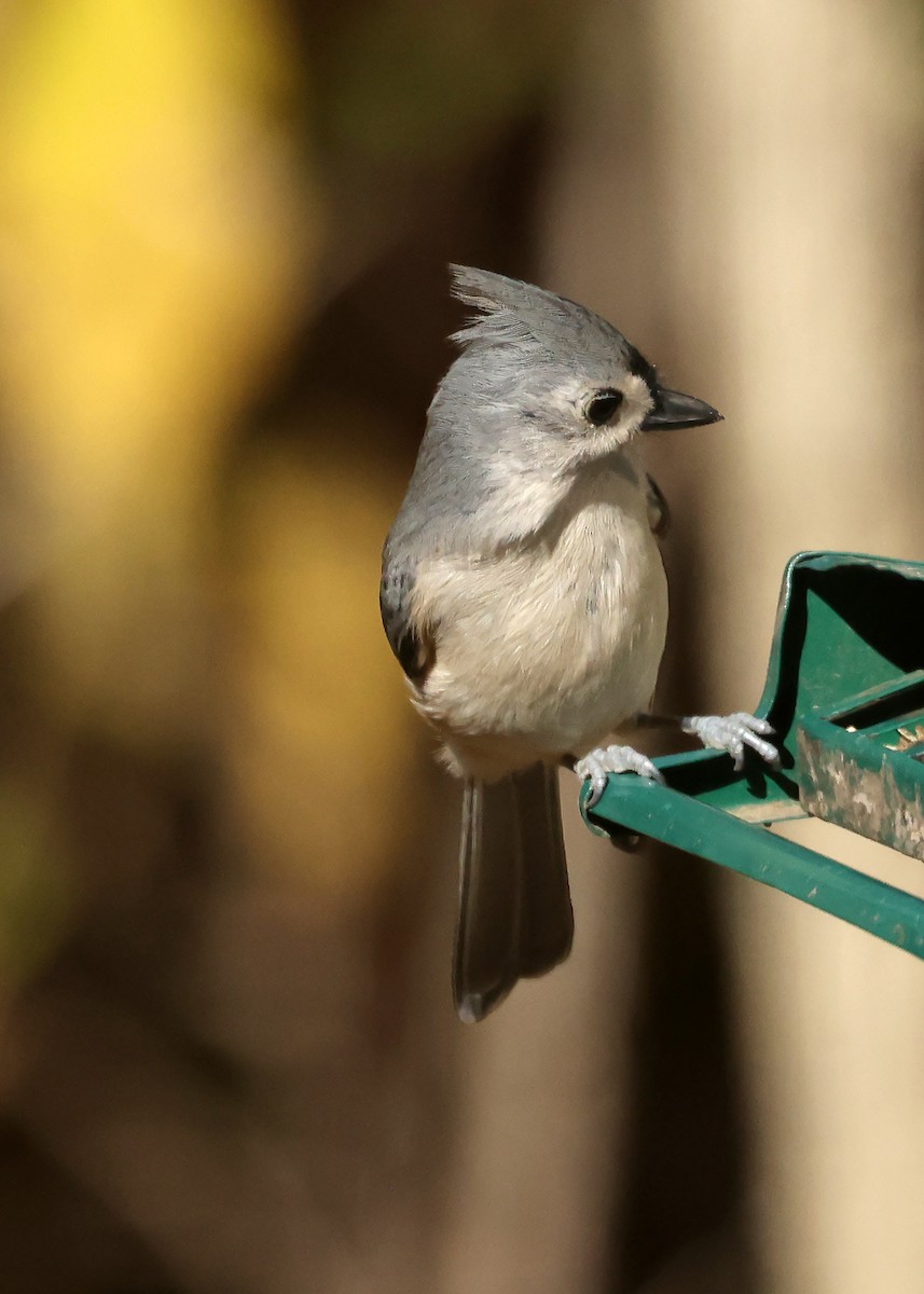 gråduskmeis - ML644587968