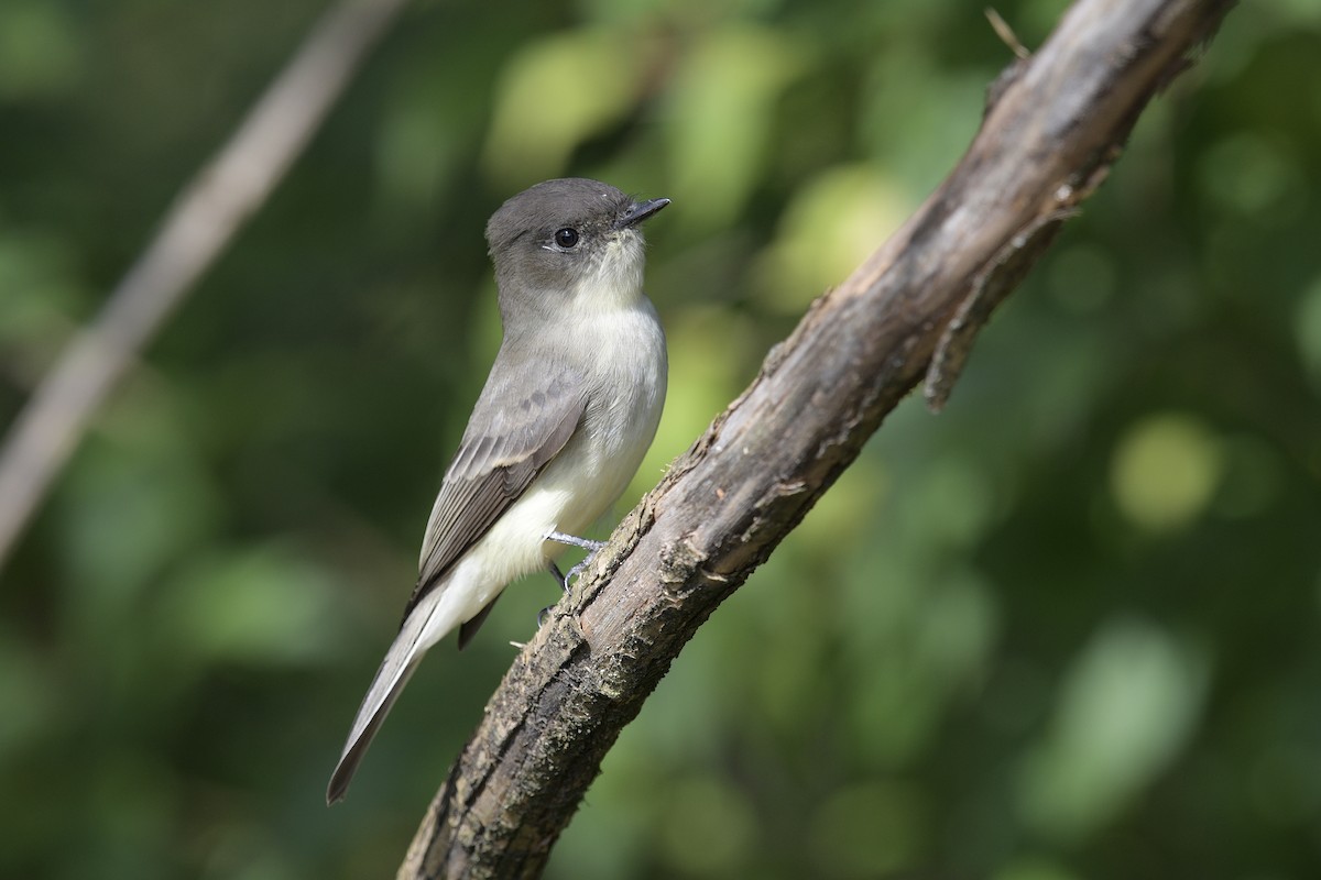 Eastern Phoebe - ML644587973