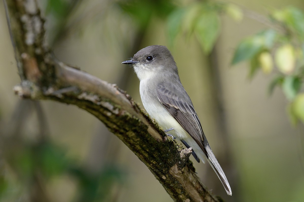 Eastern Phoebe - ML644587974