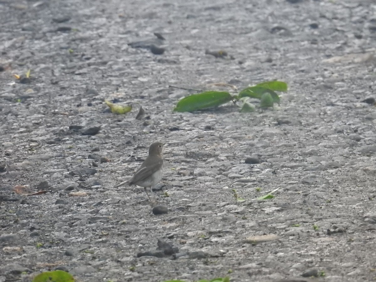 Bülbül Ardıcı - ML644587976