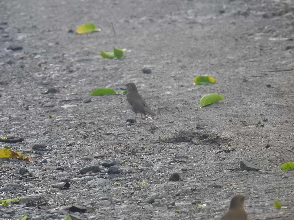 Bülbül Ardıcı - ML644587977