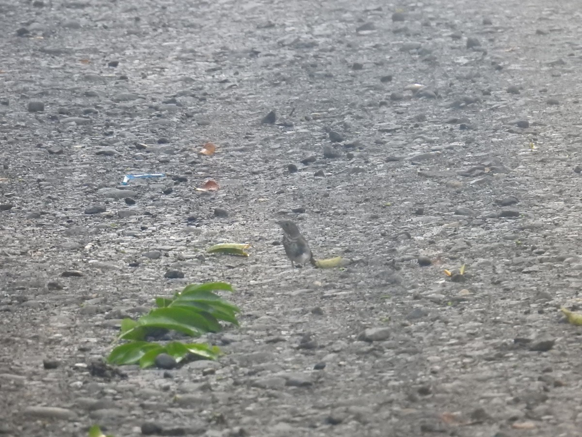 Bülbül Ardıcı - ML644587978