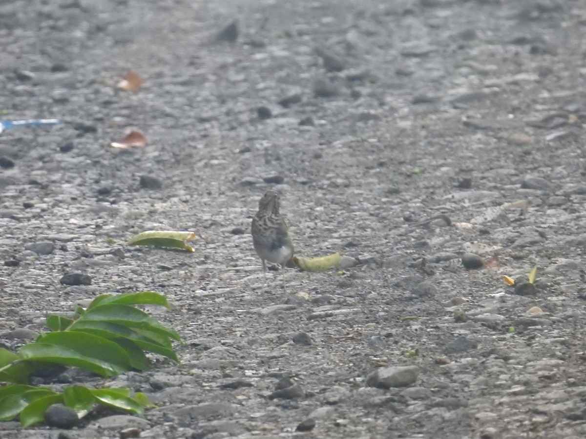 Bülbül Ardıcı - ML644587979