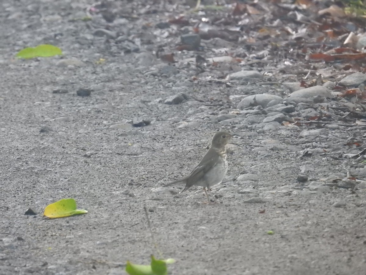 Bülbül Ardıcı - ML644587980