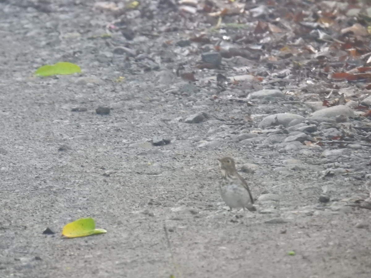 Bülbül Ardıcı - ML644587981