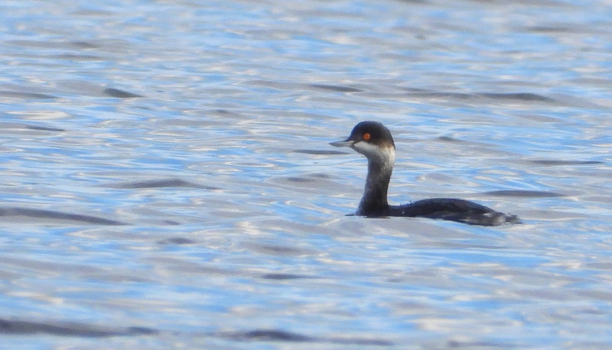 potápka černokrká - ML644587982