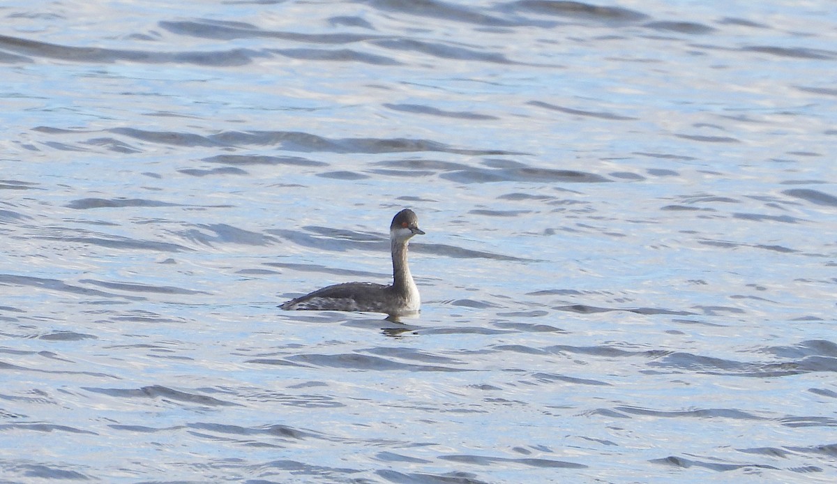 potápka černokrká - ML644587983