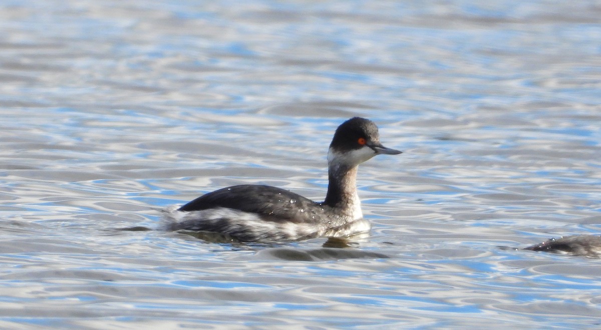 potápka černokrká - ML644587984