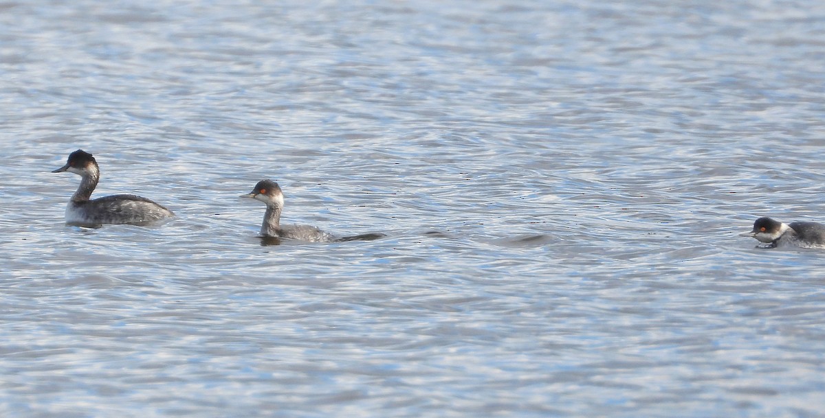 potápka černokrká - ML644587985