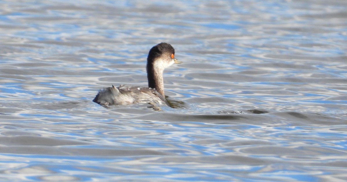 potápka černokrká - ML644587986