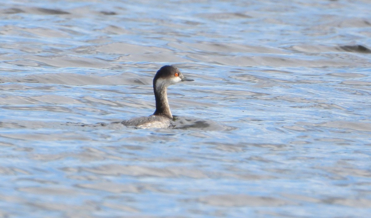 potápka černokrká - ML644587987