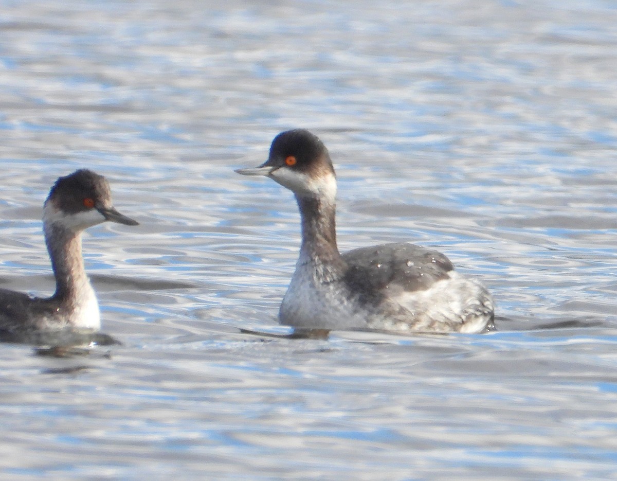 potápka černokrká - ML644587988