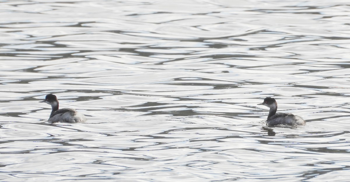 potápka černokrká - ML644587989