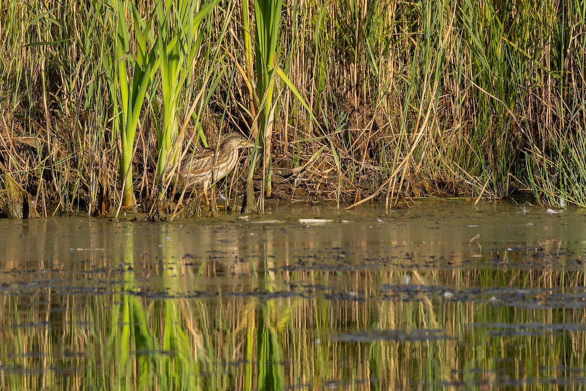 Amiltxori txiki eurasiarra - ML644587992