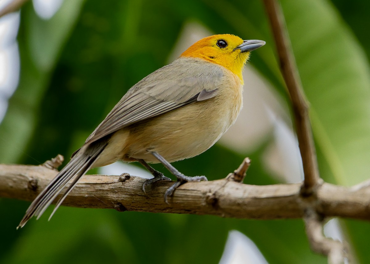 oransjehodetanagar - ML644587995