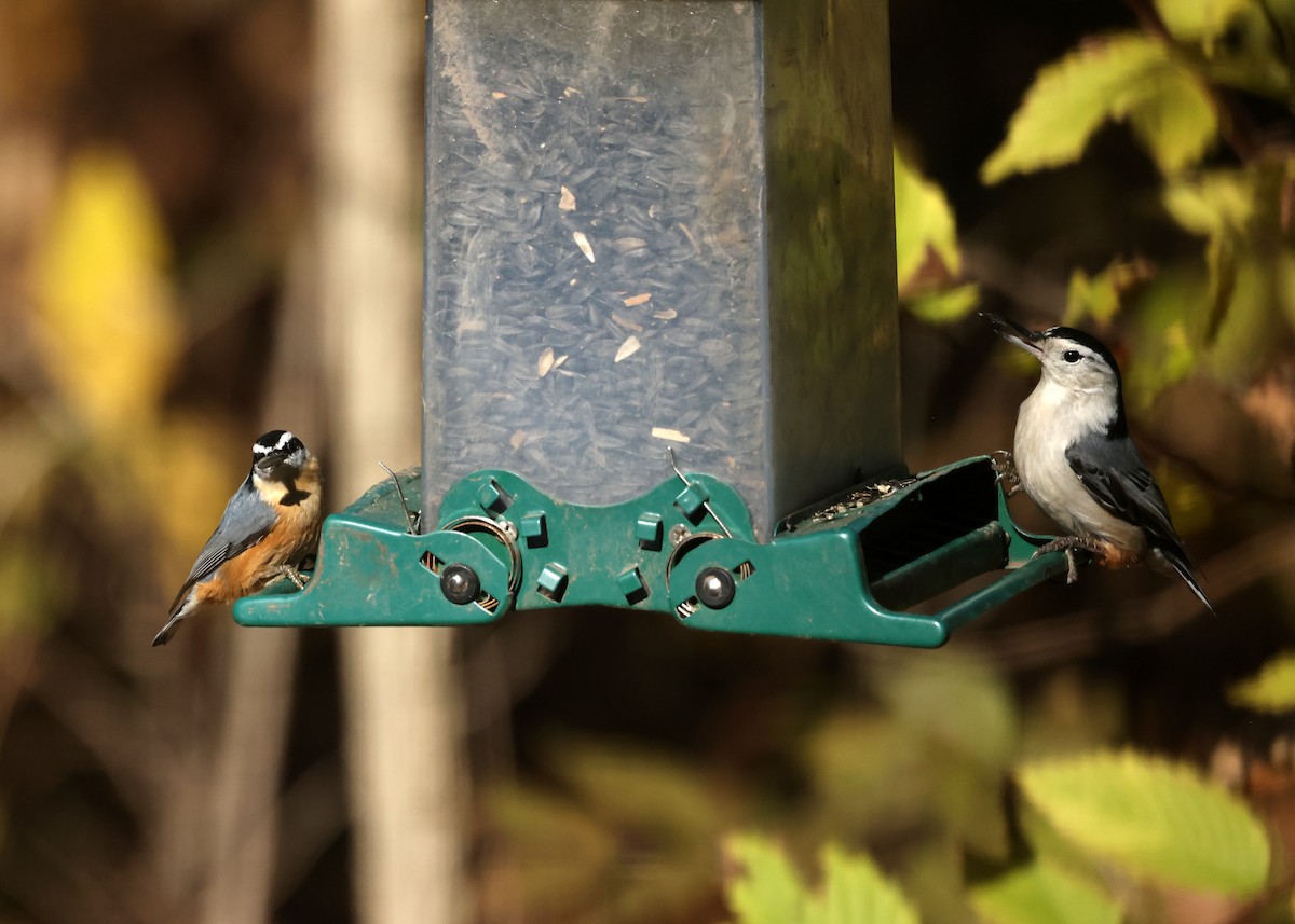 Sittelle à poitrine blanche - ML644587998