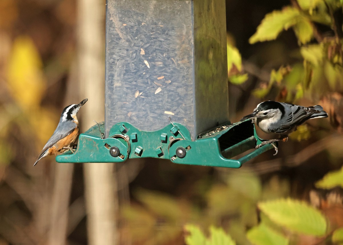 Sittelle à poitrine blanche - ML644588001