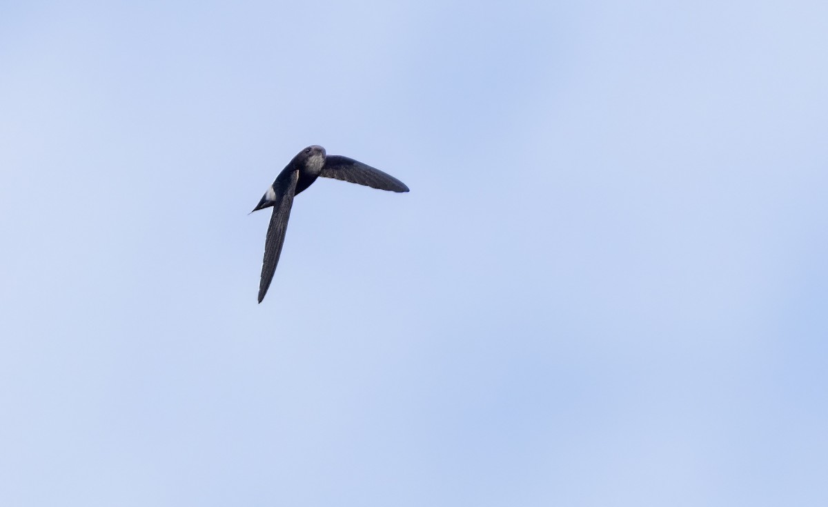 House Swift - ML644588003