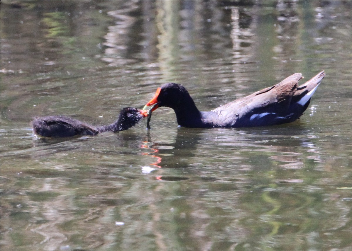 Uroilo amerikarra - ML644588004